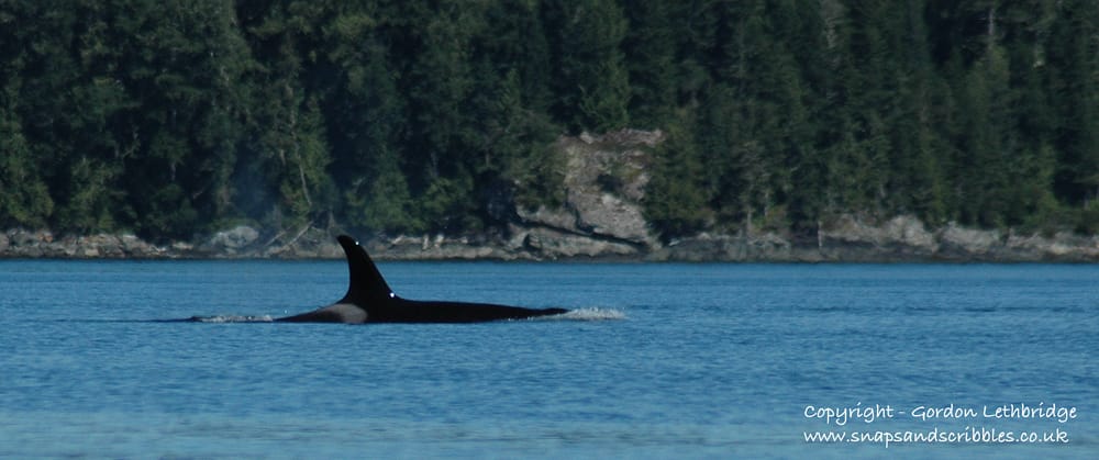 Kayaking 