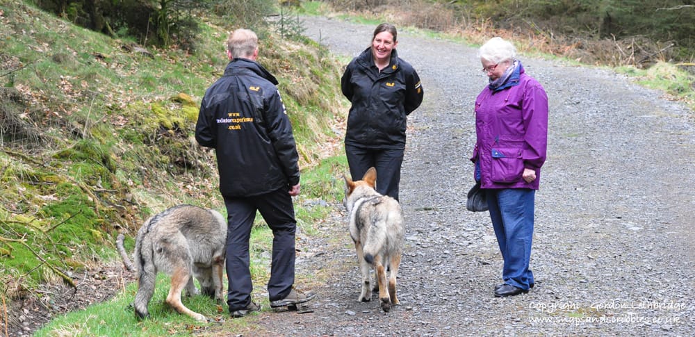 The Pack. Walking with Wolves and learning about their social structure