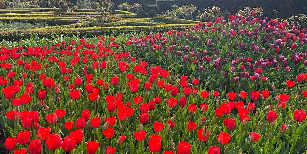 Arundel Castle Tulip Festival formal garden