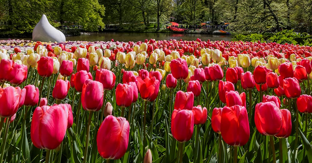 The tulip bulb sculpture is a permanent fixture and is always surrounded by a colourful array of flowering tulips