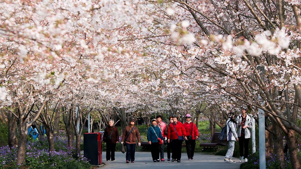 People walking under cherry blossom trees