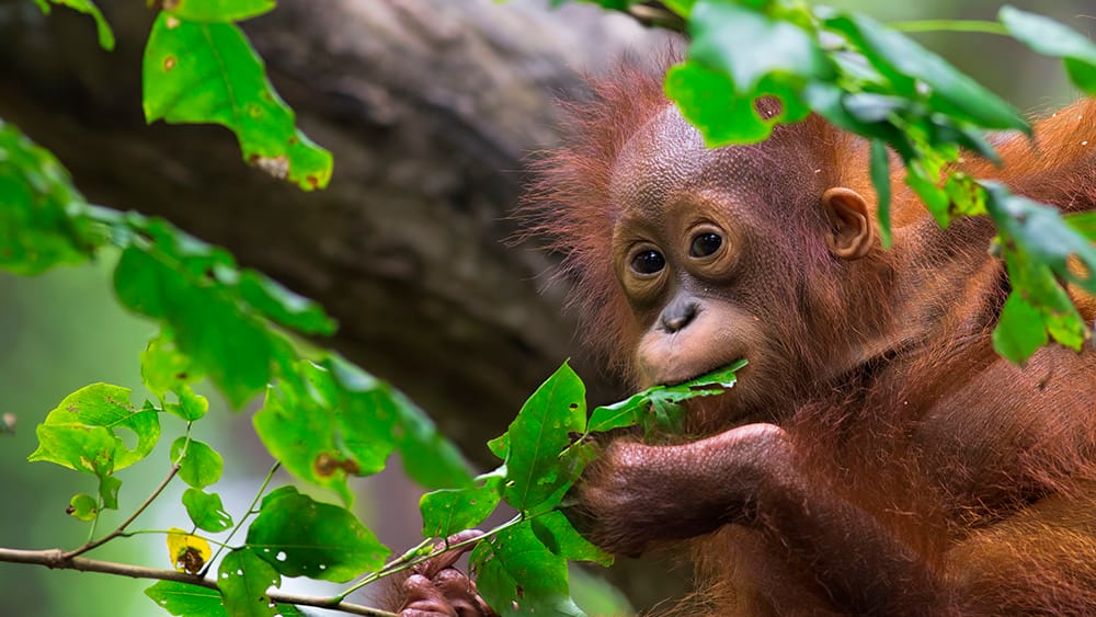 Wildlife Experience 004