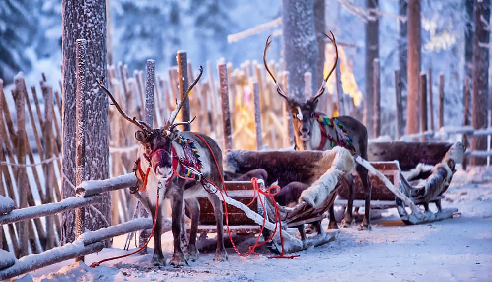 Finding Santa Rovaniemi Finland reindeer sleigh