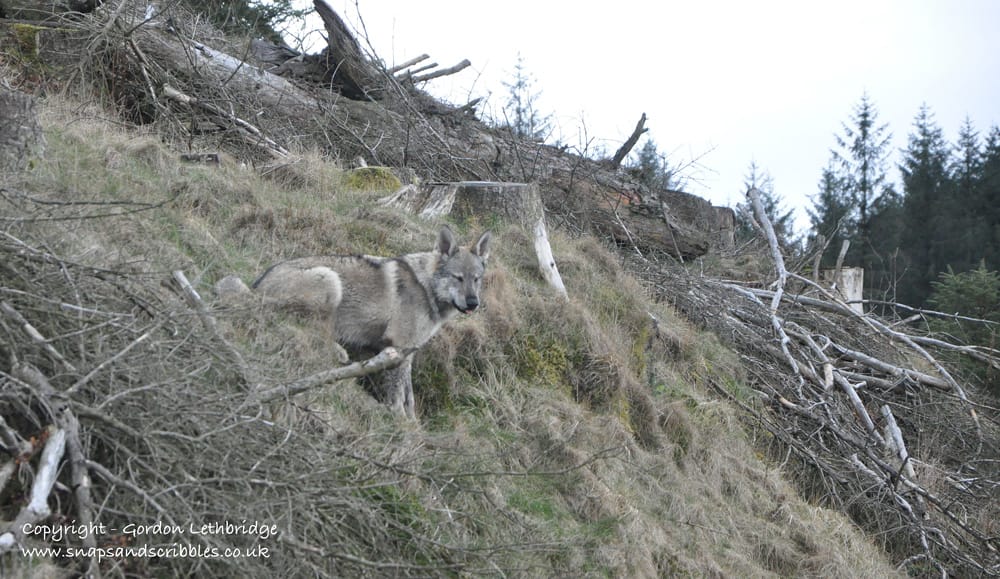 North American Timber Wolf on a Lakeland Fell