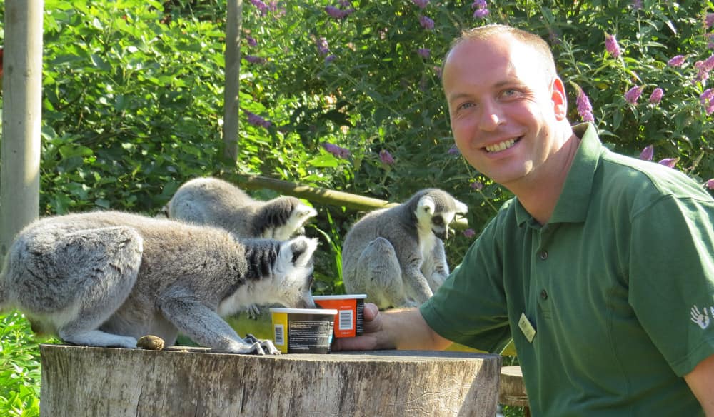 The lemurs at Marwell Zoo getting waiter service and a an iced treat in the heatwave - Photo courtesy of Marwell Wildlife