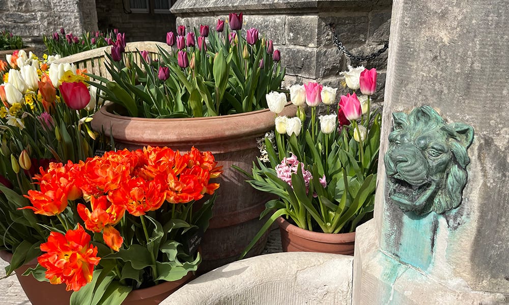 Arundel Castle Tulip Festival garden flower arrangement