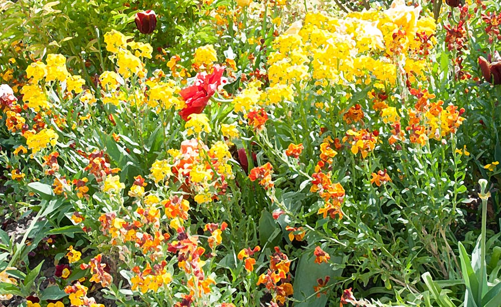 Flowers in the Impressionist style - Claude Monet's Garden in Giverny