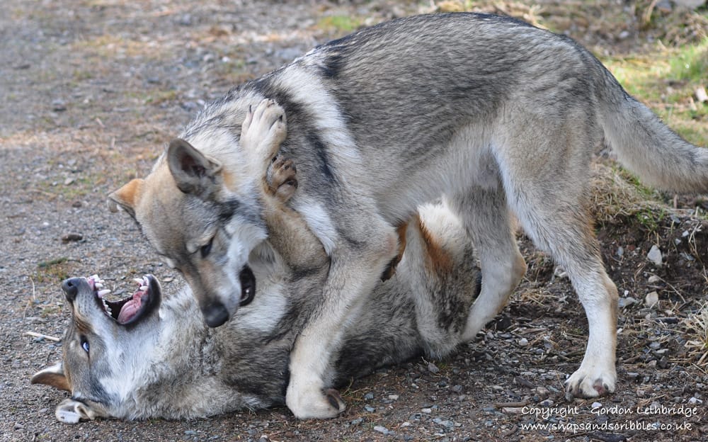 A rough and tumble to decide who is going to be the alpha male