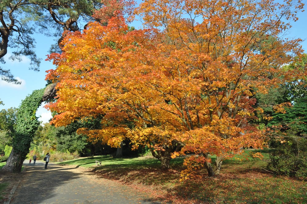 Exbury Gardens