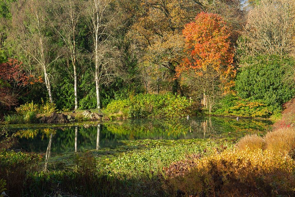Autumn colours North Devon RHS Rosemoor
