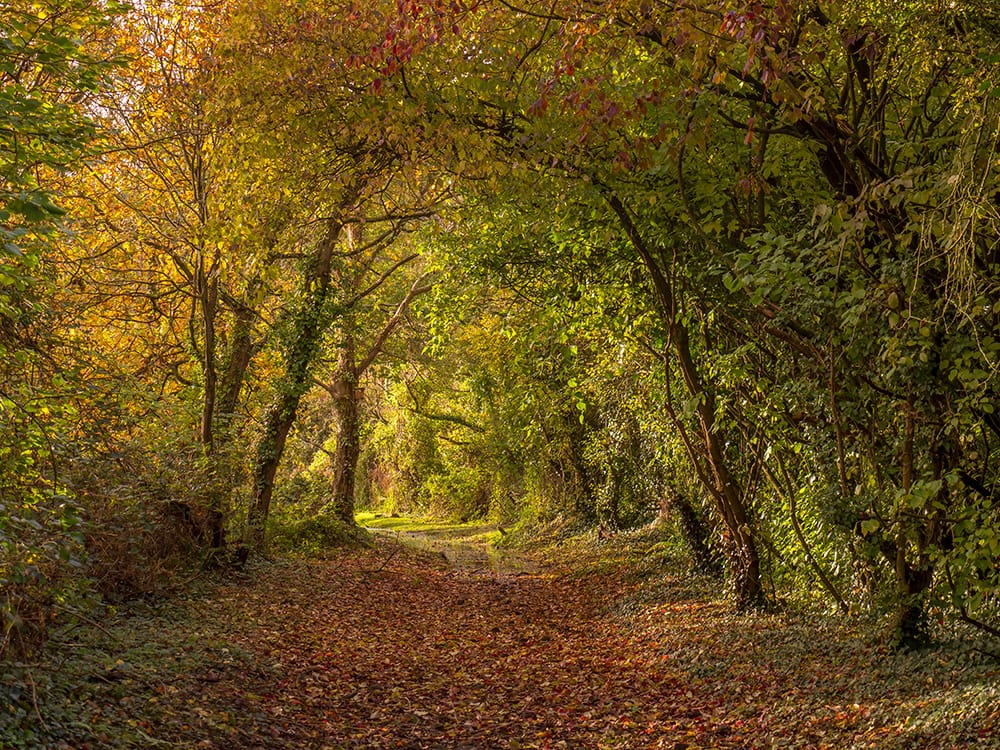 Autumn colour path through a wooded valley covered in leaves North Devon