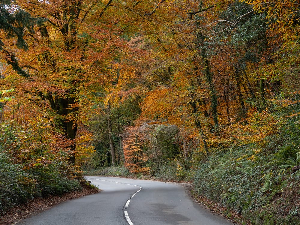 Autumn colours along the road in North Devon