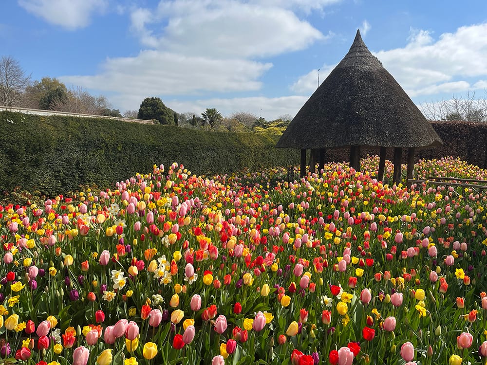 Arundel Castle Tulip Festival garden wildflower garden