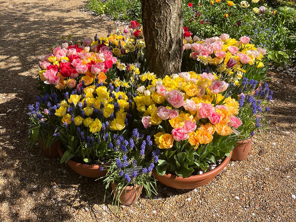 Arundel Castle Tulip Festival garden floral arrangemen in pots