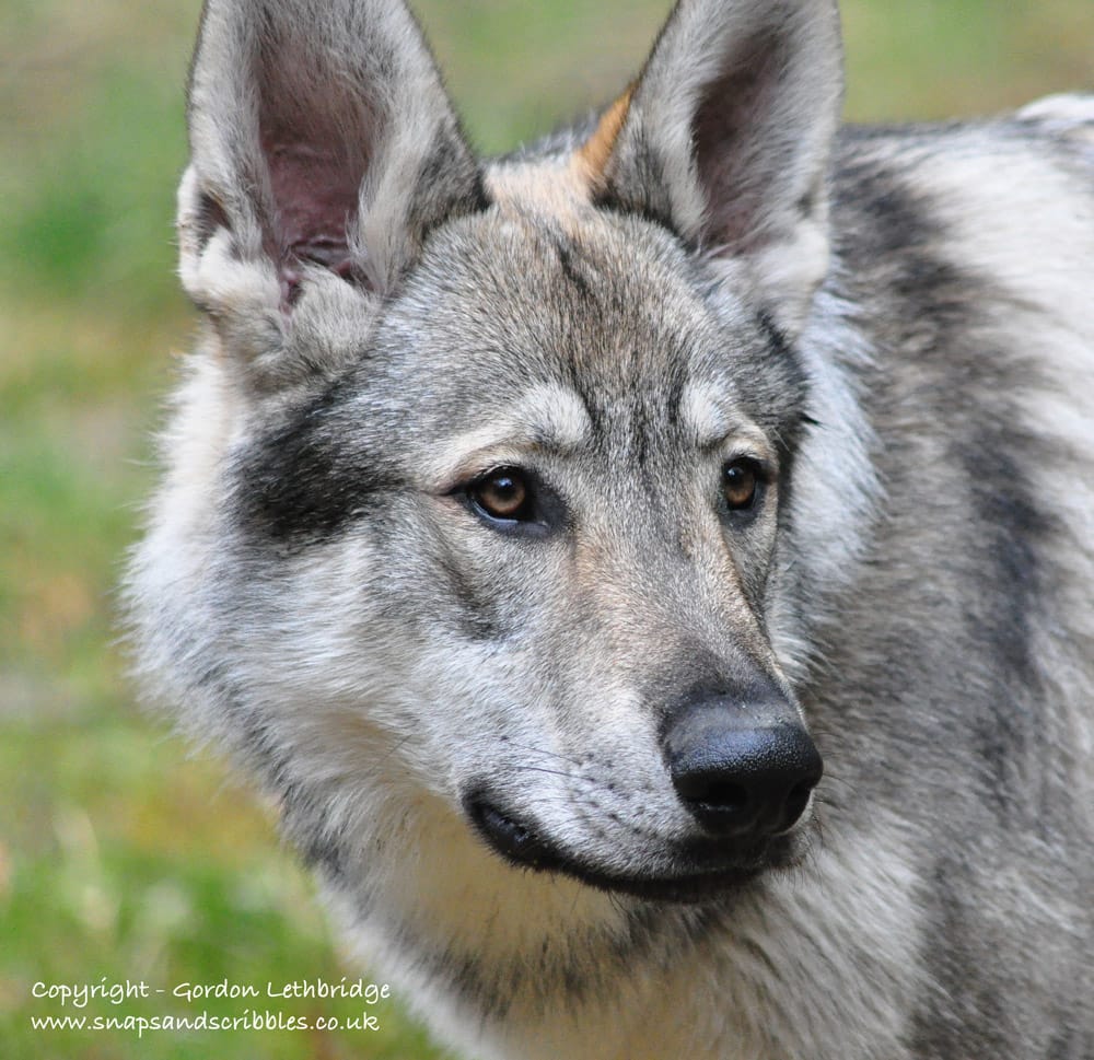 Up close and personal with a wolf