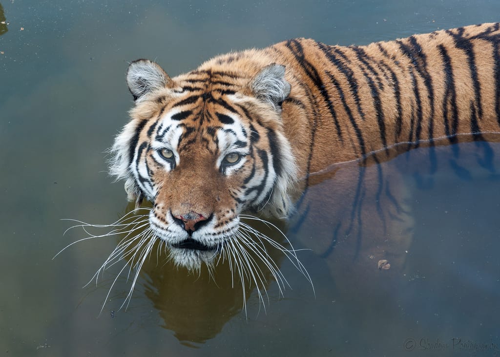 Kushka, Marwell Zoo's new tiger, cooling off - Photo by John Jefferies