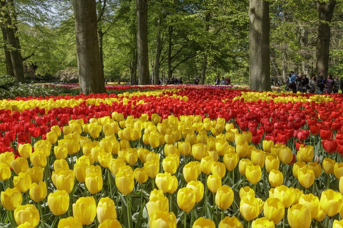 Red and yellow tulip bed in the gardens at Keukenhof
