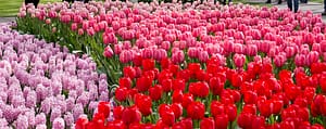 Keukenhof