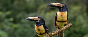 Where in the World 685 2 toucans on a branch featured image