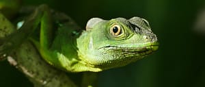 Where in the World 684 featured image green chameleon reptile