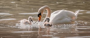 Where in the World 687 Swan and cygnets on water