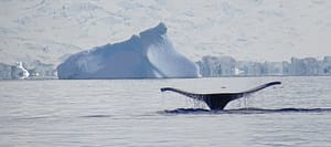 Where in the World 649 Whale fluke iceberg