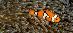 Where in the World 665 clown fish