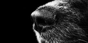 Covid sniffer dogs featured image