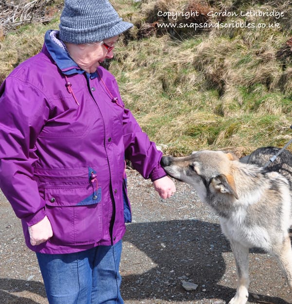 Wolves use smell and taste to communicate