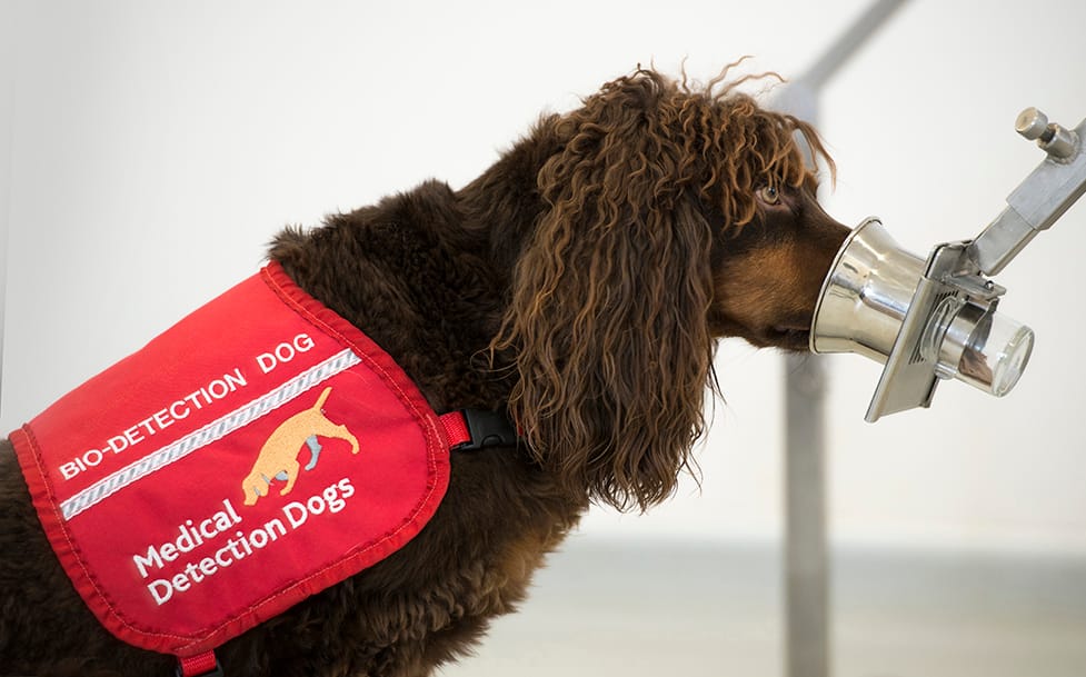 Covid sniffer dog in training